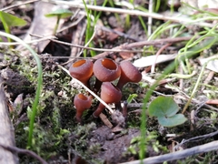 Dumontinia tuberosa