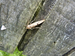 Oeonosia longistriga