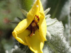 Verbascum boerhavii