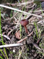 Dumontinia tuberosa