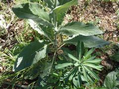 Verbascum boerhavii