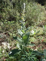 Verbascum boerhavii