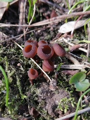 Dumontinia tuberosa