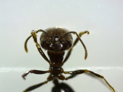 Trichomyrmex