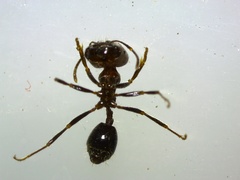 Trichomyrmex