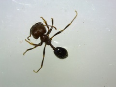 Trichomyrmex