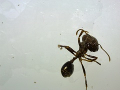 Trichomyrmex