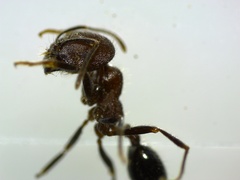 Trichomyrmex