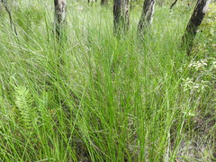 Chorizandra sphaerocephala