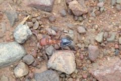 Crematogaster melanogaster