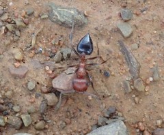 Crematogaster melanogaster