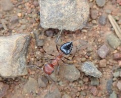 Crematogaster melanogaster