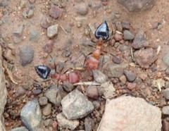 Crematogaster melanogaster