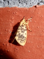 Miltochrista obsoleta