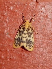 Miltochrista obsoleta