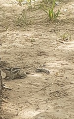 Funambulus pennantii