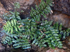 Asplenium difforme