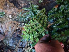 Asplenium difforme