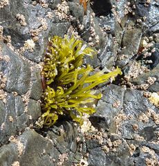 Psilophycus alveatus