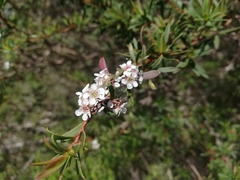Taxandria parviceps