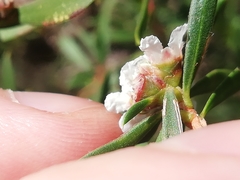 Taxandria parviceps