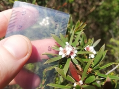 Taxandria parviceps
