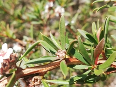 Taxandria parviceps