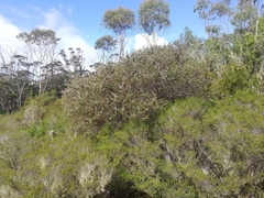 Taxandria parviceps