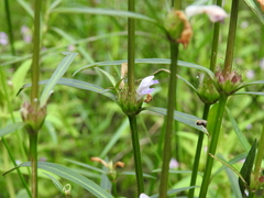 Hygrophila angustifolia