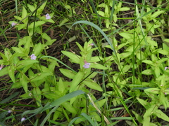Limnophila aromatica