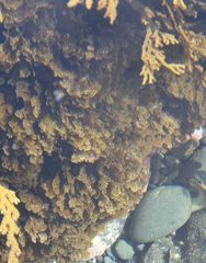 Zonaria aureomarginata