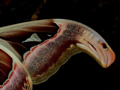 Attacus atlas