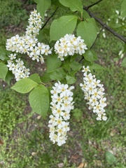 Prunus padus