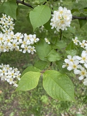 Prunus padus