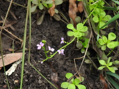 Stylidium debile