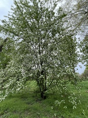 Prunus padus