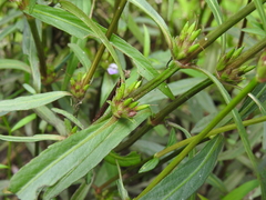 Hygrophila angustifolia