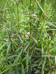 Hygrophila angustifolia