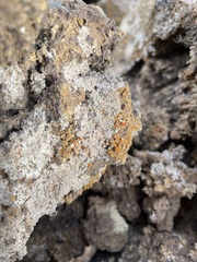 Seirophora scorigena