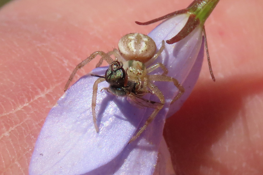 Australomisidia from Hume Woodland and Wetlands, ACT, Australia on