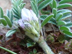 Astragalus sesameus