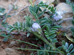 Astragalus sesameus