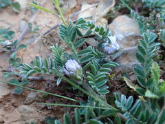 Astragalus sesameus
