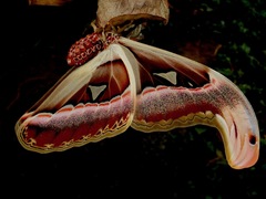Attacus atlas