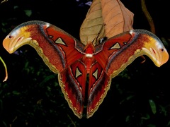 Attacus atlas