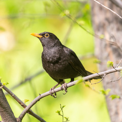Turdus merula