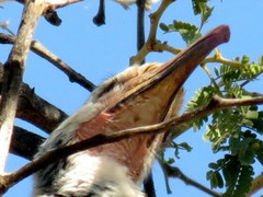 Tockus damarensis