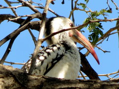 Tockus damarensis