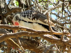 Tockus damarensis