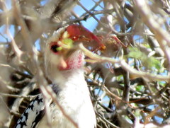 Tockus damarensis
